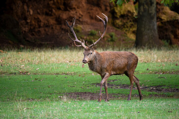 Naklejka na ściany i meble Deer in the mating season watching its females in the rut