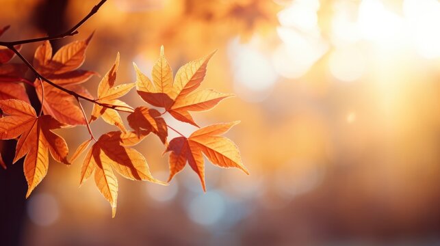 Orange leaves are falling during autumn, images for autumn graphics.