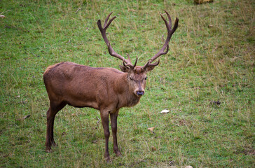 Naklejka na ściany i meble Deer in the mating season watching its females in the rut