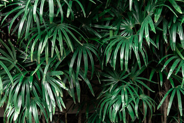 Tropical leaves background of Rhapis excelsa or Lady palm tree in the garden