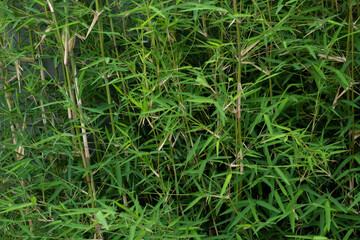 Fototapeta na wymiar bamboo growing wild piled on top of each other, still just growing.