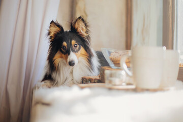 Shetland sheepdog (Sheltie) enjoying a delightful breakfast spread on a wooden plate, complete with...