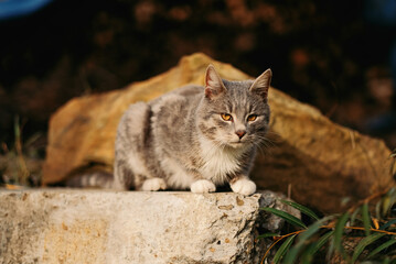 Homeless Stray Cat Outdoors Close Up