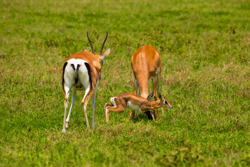 Grant's gazelle female with newborn baby