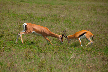 Naklejka na ściany i meble two male Grant's gazelle dueling on a green meadow