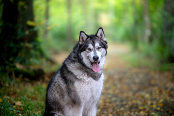 Un chien de race malamute de l'Alaska dans la forêt 