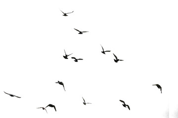 Flocks of flying pigeons isolated on white background. Save with clipping path. - 671680546