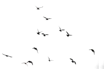 Poster Flocks of flying pigeons isolated on white background. Save with clipping path. © krsprs