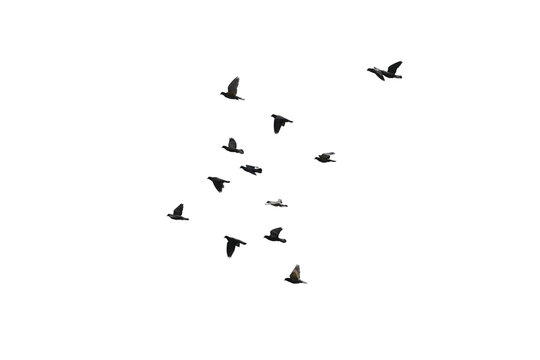 Flocks of flying pigeons isolated on white background. Save with clipping path.