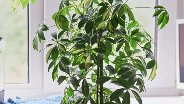 Scheffler's home plant stands near the window and its leaves move	