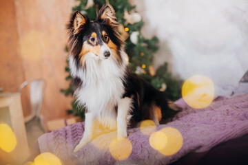 Shetland Sheepdog adorned in festive Christmas and New Year decorations