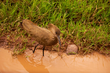 Obraz premium Hamerkop foraging on river bank close up