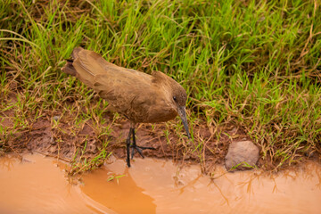 Hamerkop foraging on river bank close up
