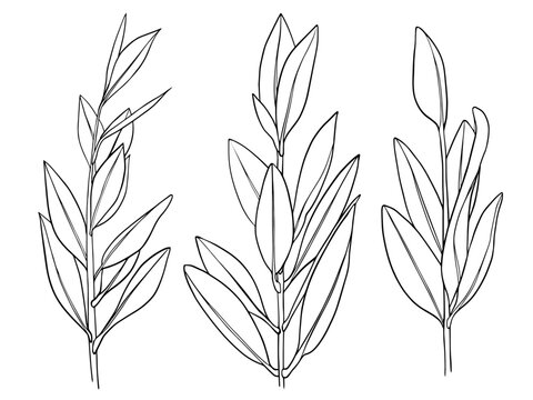 Olive branch. Vector drawing of eucalyptus robusta with leaves. Illustration of jida tree. Botanic hand drawn illustration in line art style.