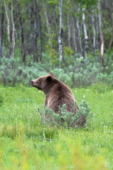 Fototapeta premium Grizzly Bears