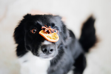 Border collie dog keeps dry citrus slice on her nose