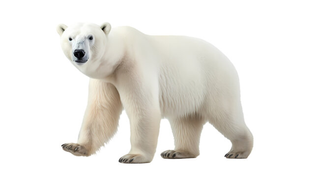 Polar bear on transparent background