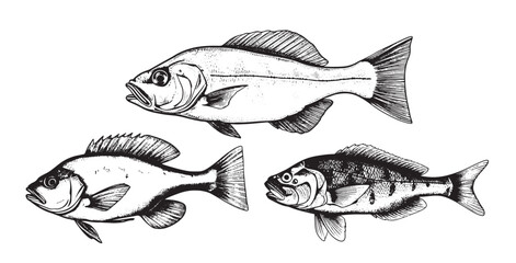 Set of fish sketch hand drawn engraving style illustration - obrazy, fototapety, plakaty