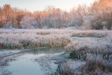 A beautiful natural wildlife refuge wetland on a crisp winter morning with hoar frost on the...