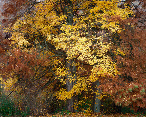 A colorful and beautiful maple tree in full autumn colors surrounded by a cypress tree. Peaceful background with oranges and yellows