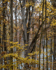 Fototapeta premium A beautiful forest woodland scene in Indiana at the end of the autumn season. There is a large old growth tree in the center with yellow and orange autumn foliage around it. 