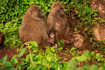 Obraz premium olive baboon (Papio anubis) Anubis