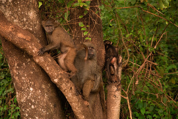olive baboon (Papio anubis) Anubis