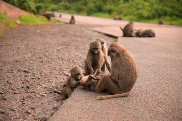 olive baboon (Papio anubis) Anubis