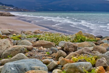 Fototapeta na wymiar beach with rocks and flowers