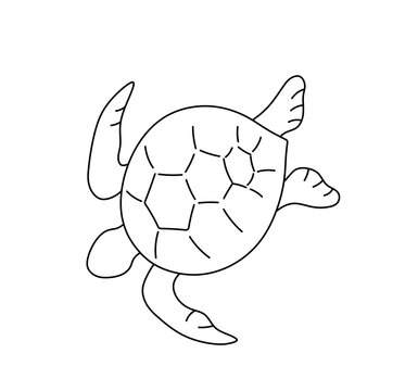 Vector isolated sea turtle top view lines drawing