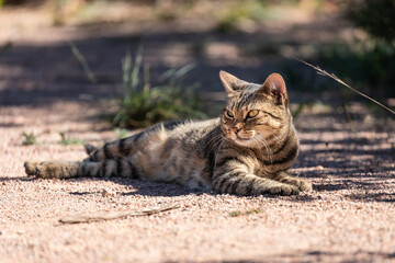 Cat lying on hardpacked ground in the sun