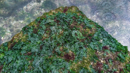 Mollusks Mytilus galloprovincialis and different types of green and red algae on rocks during a strong low tide