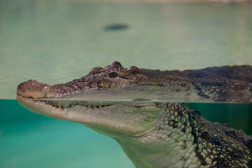 alligator in the everglades