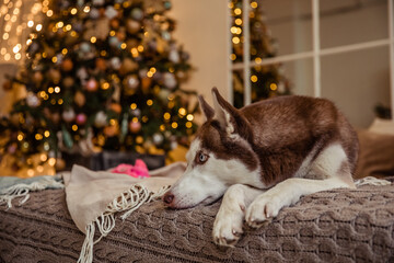 Husky dog in New Year and Christmas time
