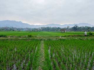 Fototapeta na wymiar rice fields with rice growing green in the morning there is a small hut for resting.