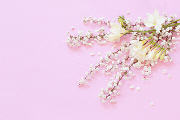 white spring flowers on pink background