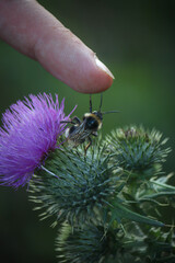 Bumblebee high-fives a man