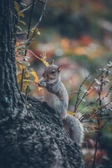 A young squirrel eats a nut while sitting in a tree
