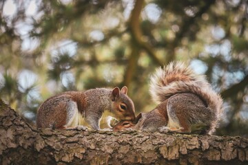 Squirrel kisses the other on the forehead