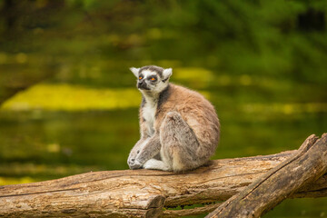Ring-tailed lemur (Lemur catta) Berlin zoo