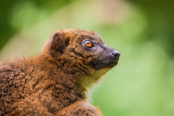 red-fronted brown lemur with long beautiful tail