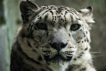 Big white Snow leopard lies with piercing yellow eyes