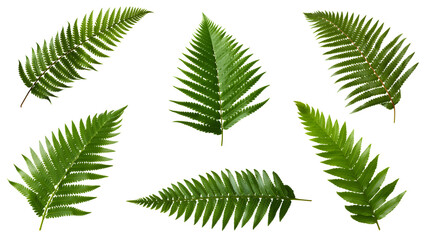fern leaf set isolated on transparent background - nature, garden, jungle design element PNG cutout collection