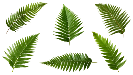 Fotobehang fern leaf set isolated on transparent background - nature, garden, jungle design element PNG cutout collection © sam