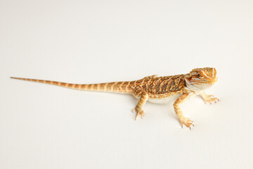 Naklejka premium Bearded dragon, pogona vitticeps, isolated on white background, Tiger Pattern Morphs. Professional studio macro photography on isolated white background