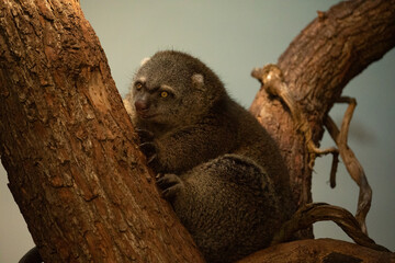 cute wild bear cuscus aulirops ursinus arboreal