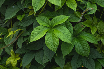 There are different types of compound leaves like pinnate and palmate leaves. Foilage background green nature