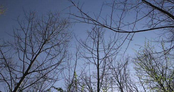 leafless deciduous trees in the spring season, beautiful bare branches of deciduous trees after winter