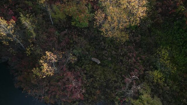 Top view Group of wild deer in autumn forest, aerial view through tree leaves 