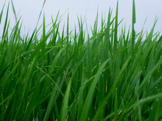 Obraz premium detail of a green rice tree just growing, in the morning